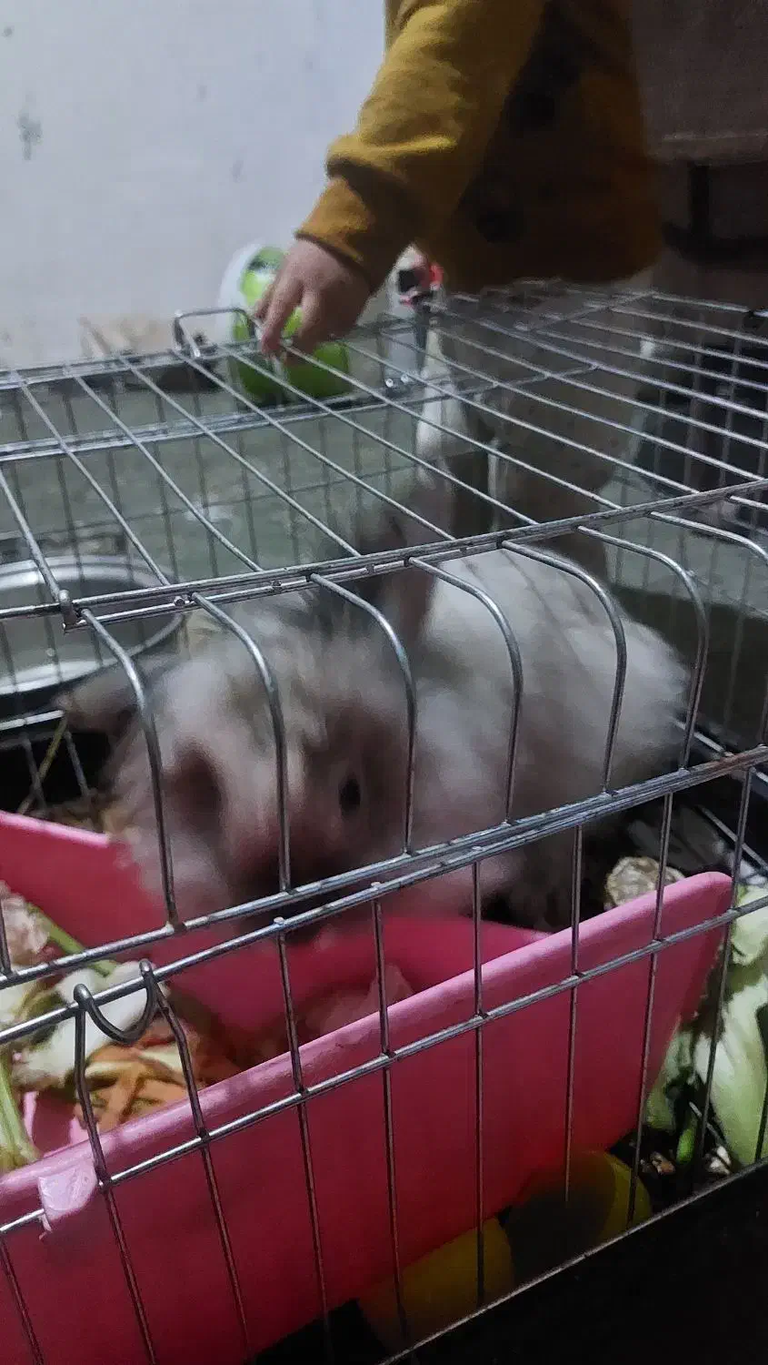 خرگوش لپ|موش و خرگوش|بیرجند, |دیوار