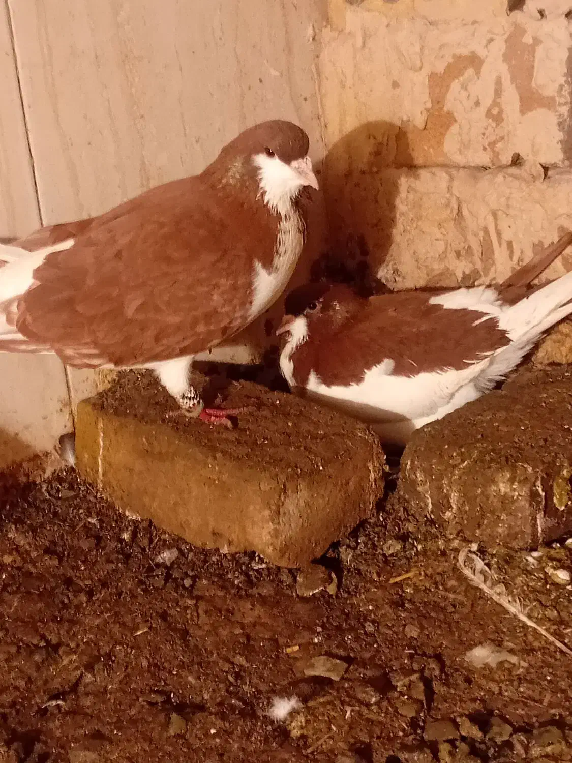 پرنده|پرنده|تربت‌حیدریه, منظر|دیوار