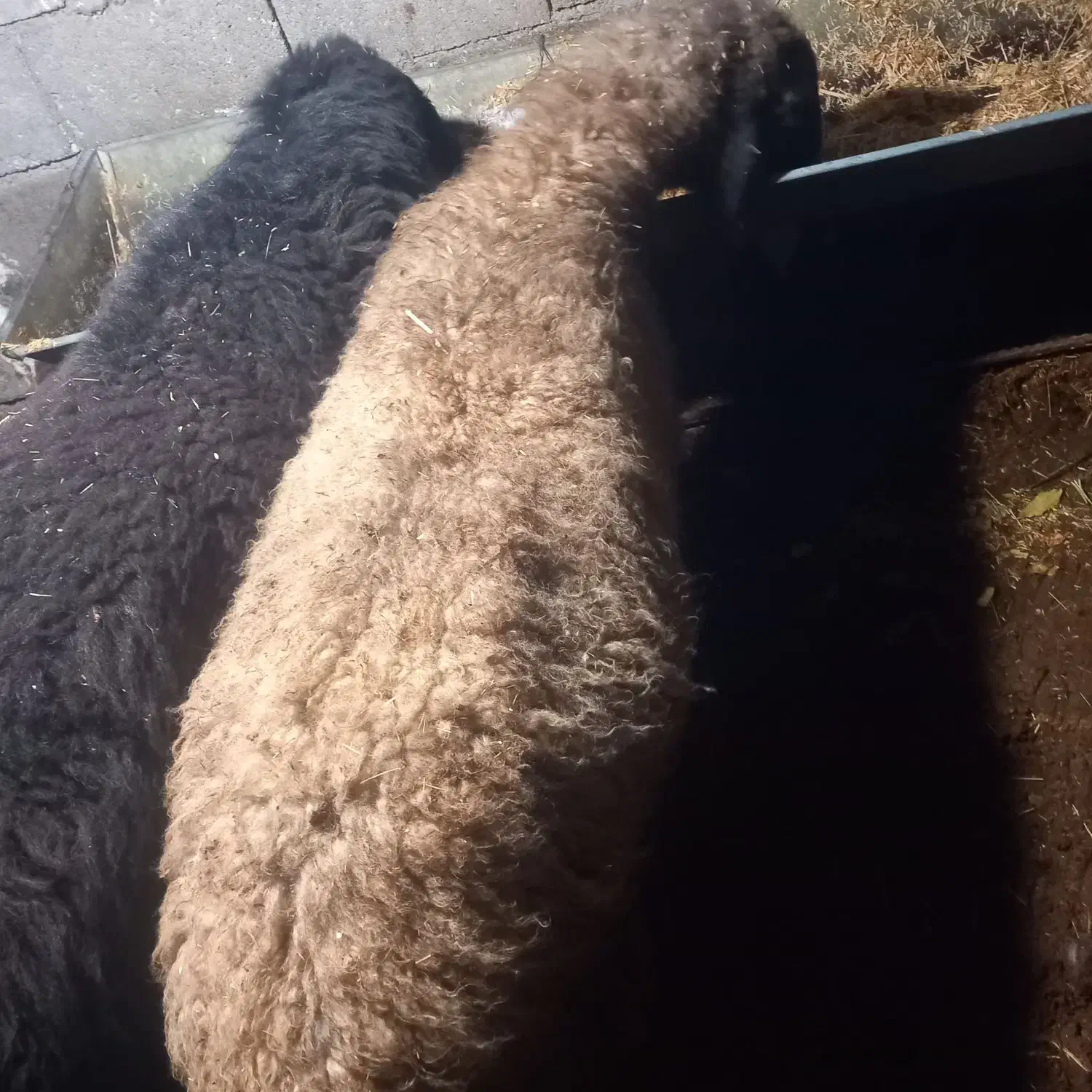 میش و بره|حیوانات مزرعه|رودهن, |دیوار