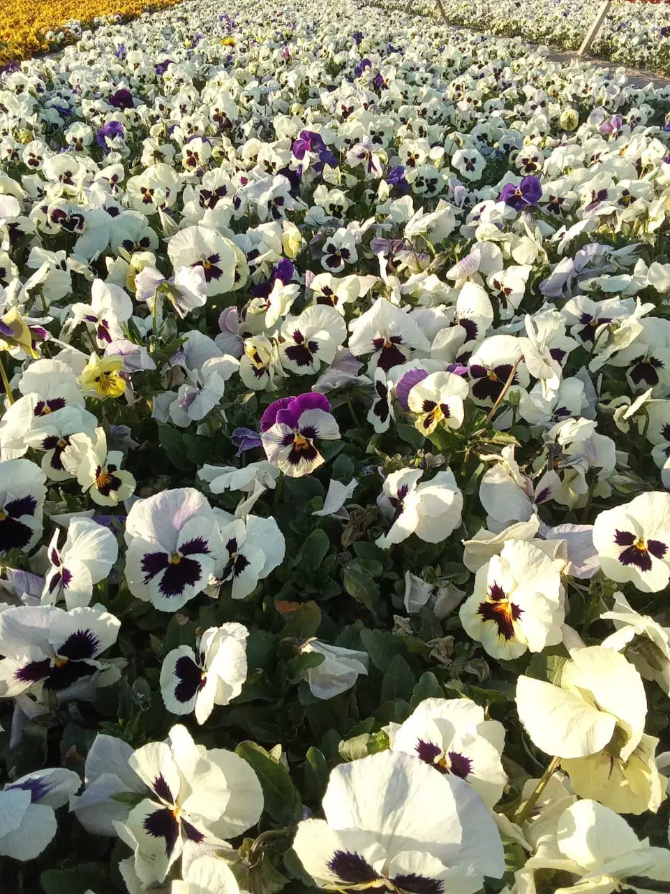 بنفشه F1|گل و گیاه طبیعی|پاکدشت, پاکدشت (مامازند)|دیوار