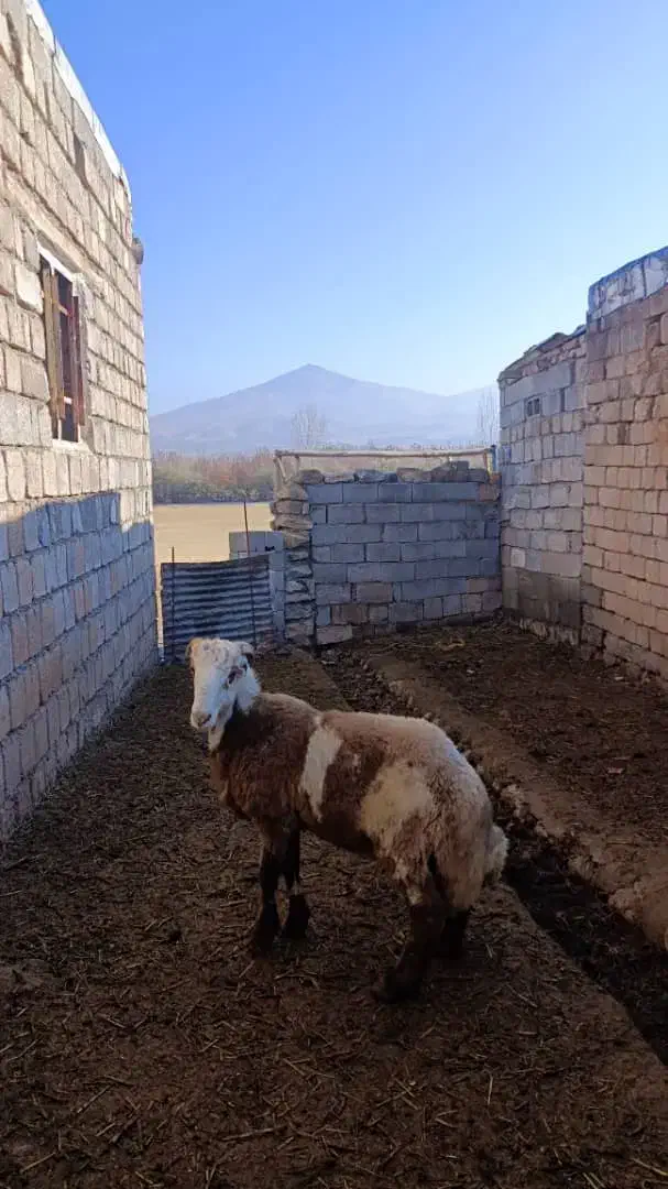 بره چاق برای قصابی|حیوانات مزرعه|سیلوانه, |دیوار