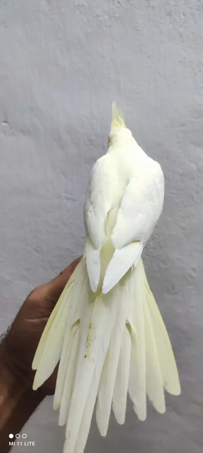 عروس هلندی ماده|پرنده|شیرود, |دیوار