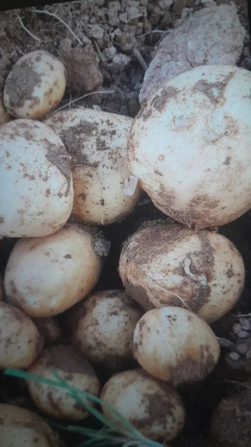 کارگر|استخدام صنعتی، فنی، مهندسی|قروه, |دیوار