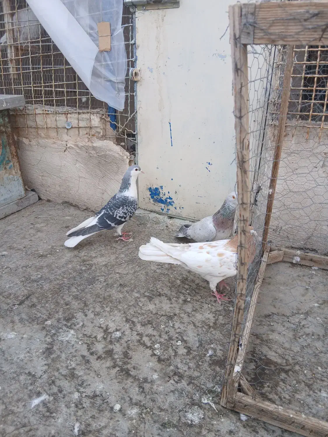 کفتر بوم پرشی|پرنده|مشهد, ویلاشهر|دیوار