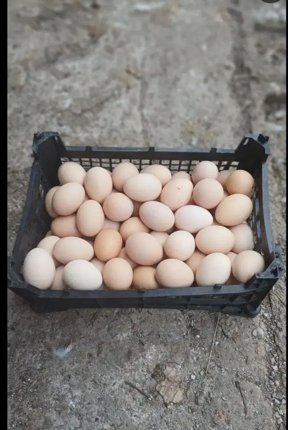 تخم مرغ محلی و رسمی|خوردنی و آشامیدنی|گرمسار, |دیوار