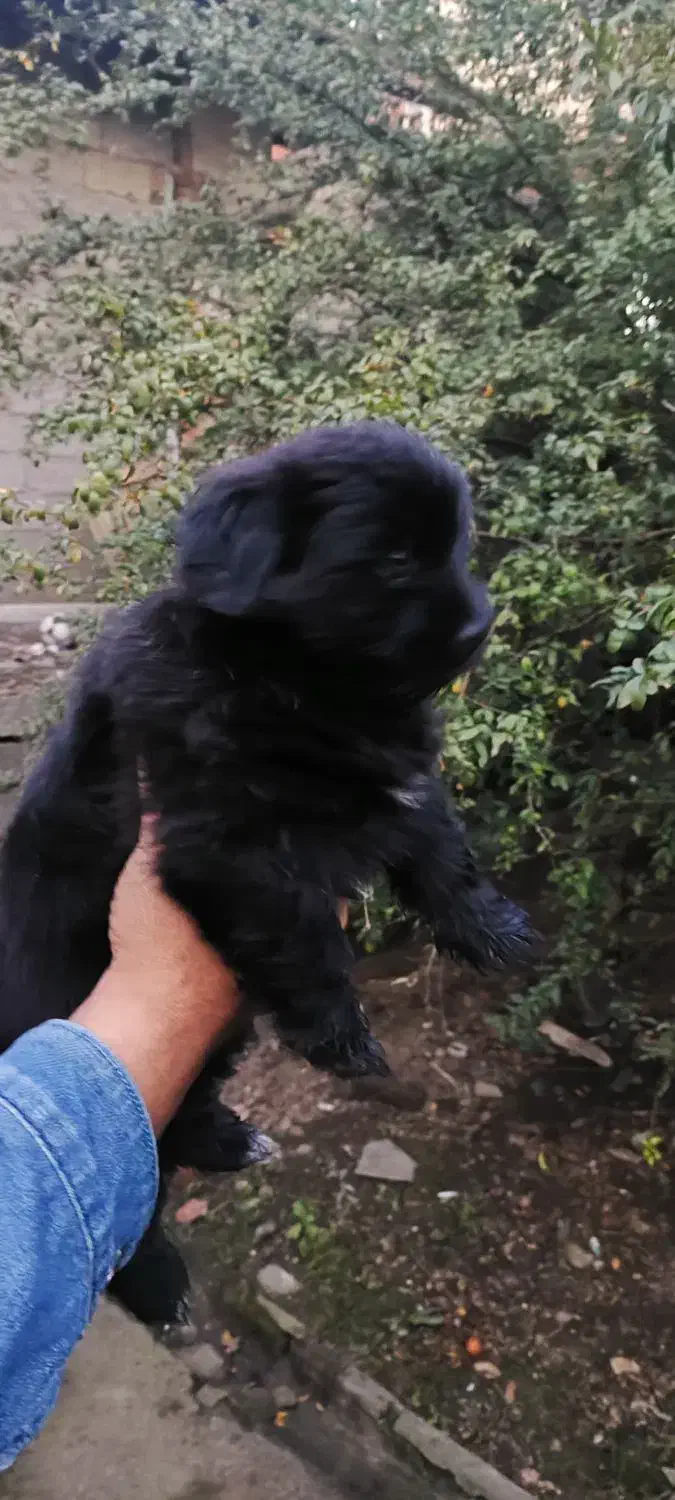 واگذاری دو عدد توله سگ ۲ ماه پا کوتاه|سگ|رشت, خواهر امام|دیوار