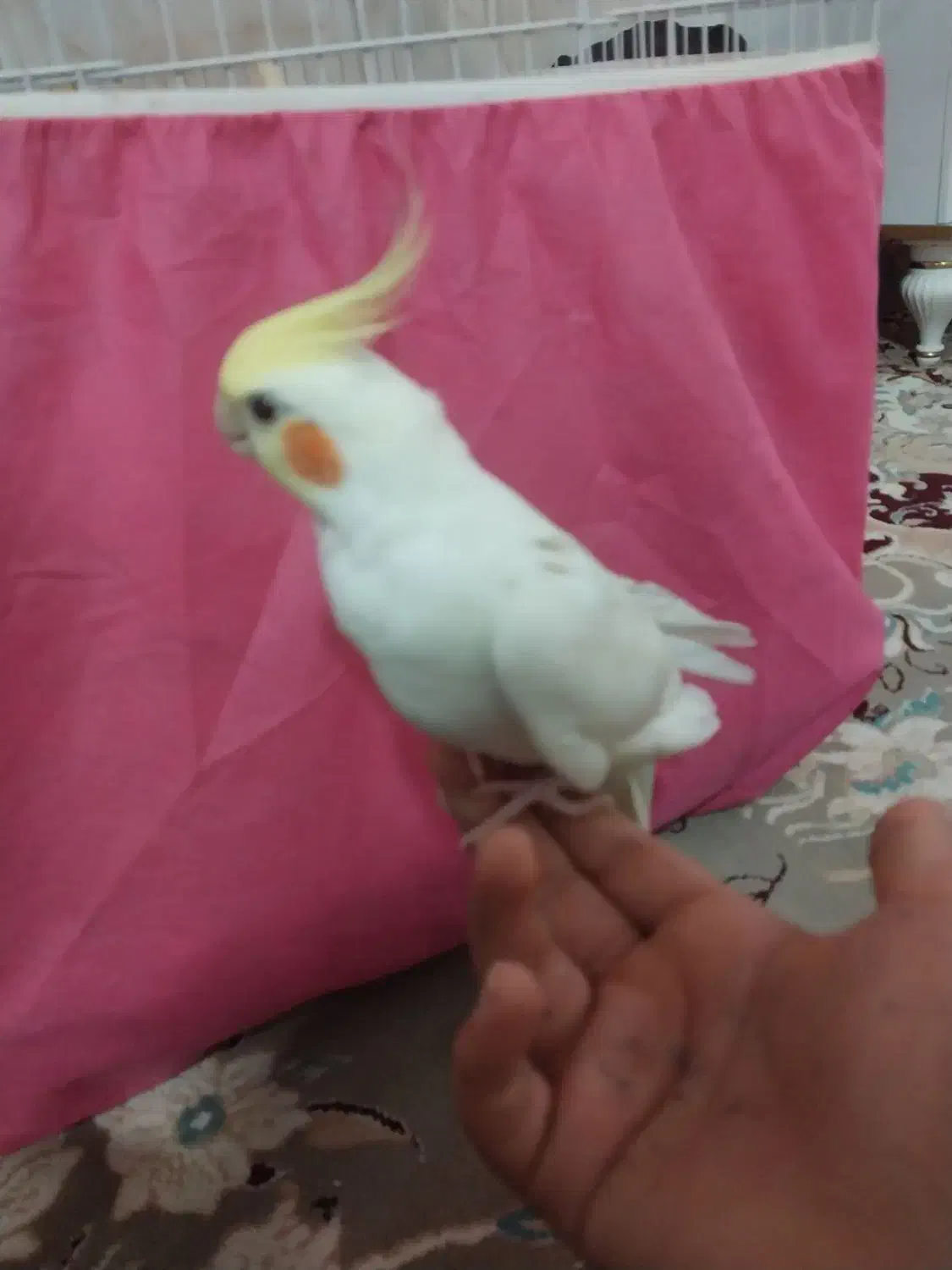 عروس هلندی نر|پرنده|شریفآباد, |دیوار