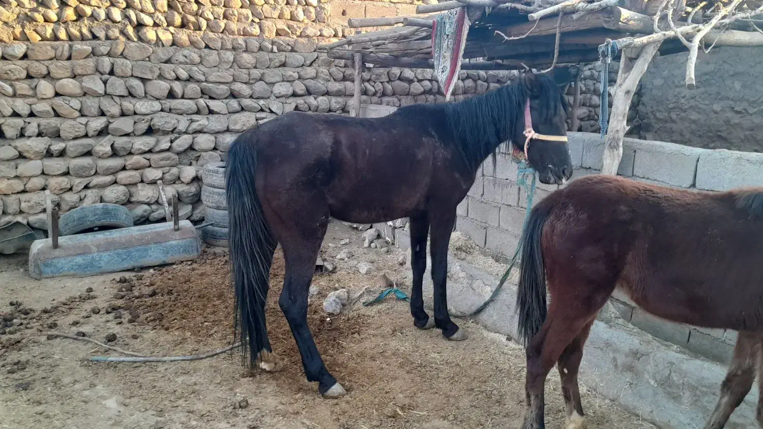 مادیون|اسب و تجهیزات اسبسواری|چگنی, |دیوار