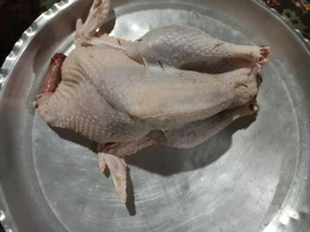 بوقلمون طبیعی|حیوانات مزرعه|مریوان, |دیوار