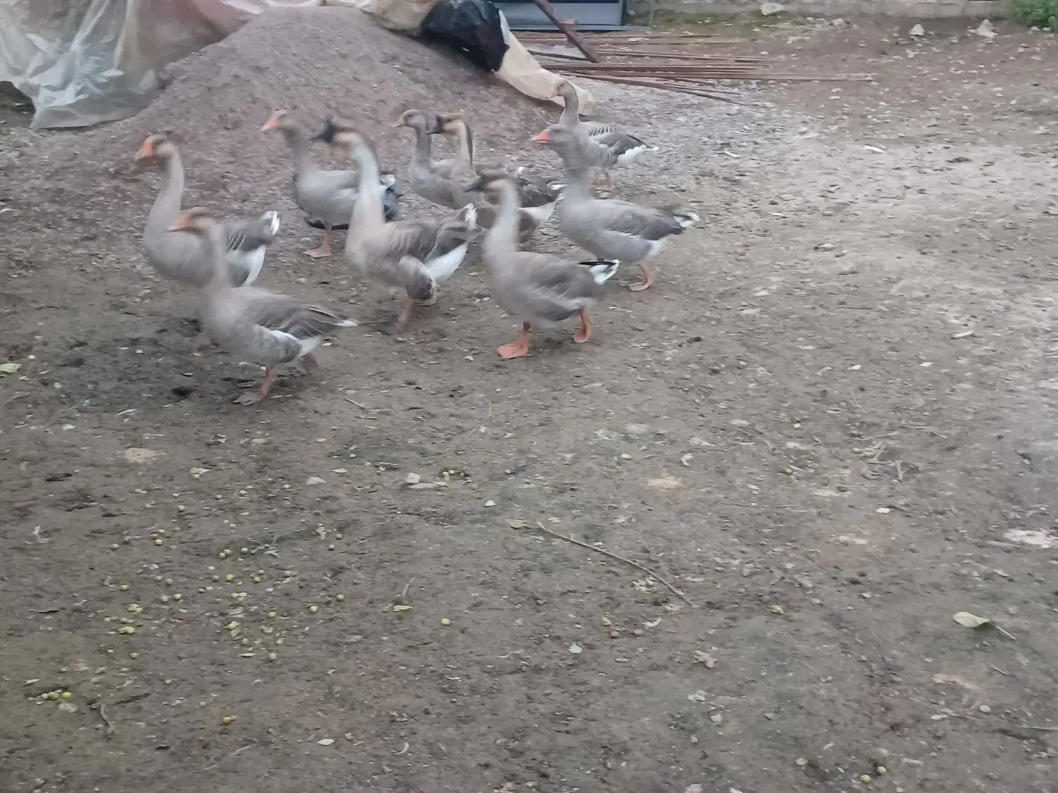 قو غاز وغاز محلی|حیوانات مزرعه|رشت, لاکان|دیوار