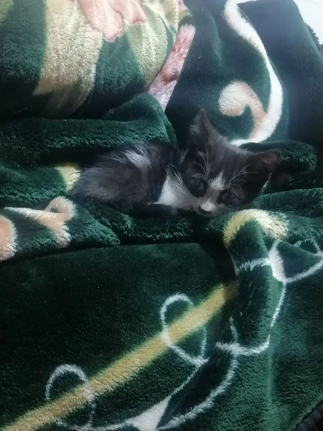 گمشده|گربه|حمیدیا, |دیوار