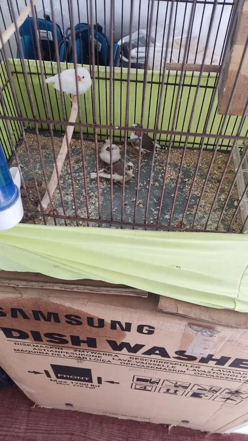 فنچ|پرنده|شهر ری, شهرک نظامی|دیوار