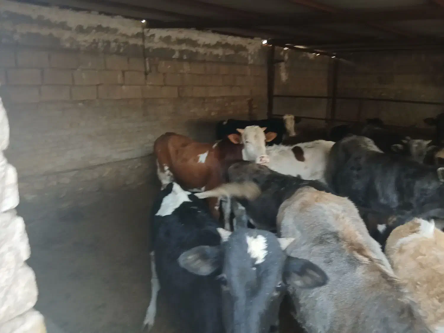 20راس گوساله سیمنتاودرگ بهترین جنس براپروار|حیوانات مزرعه|پلدختر, |دیوار