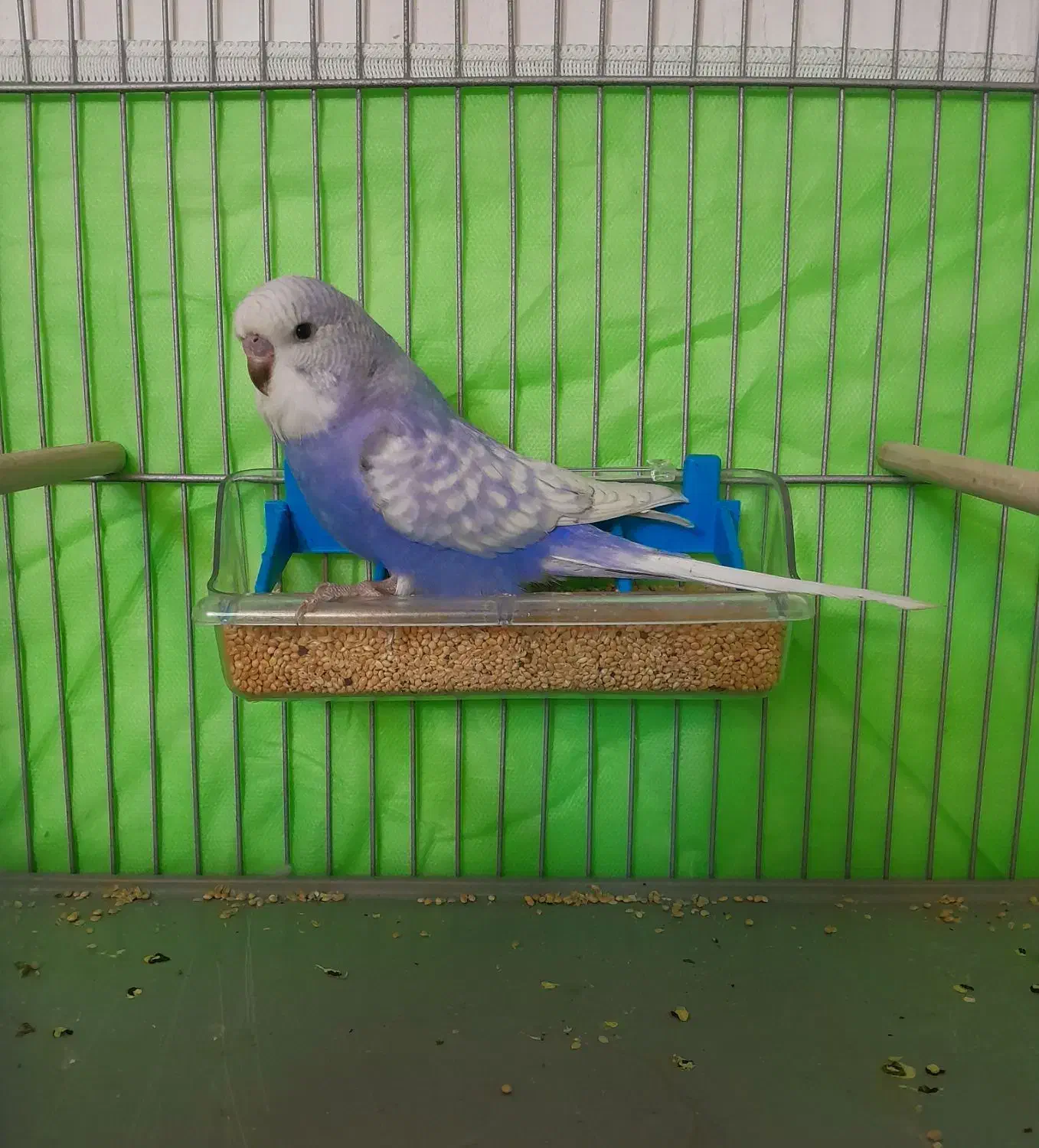 مرغ عشق. عروس هلندی. قناری|پرنده|فردیس, منظریه|دیوار