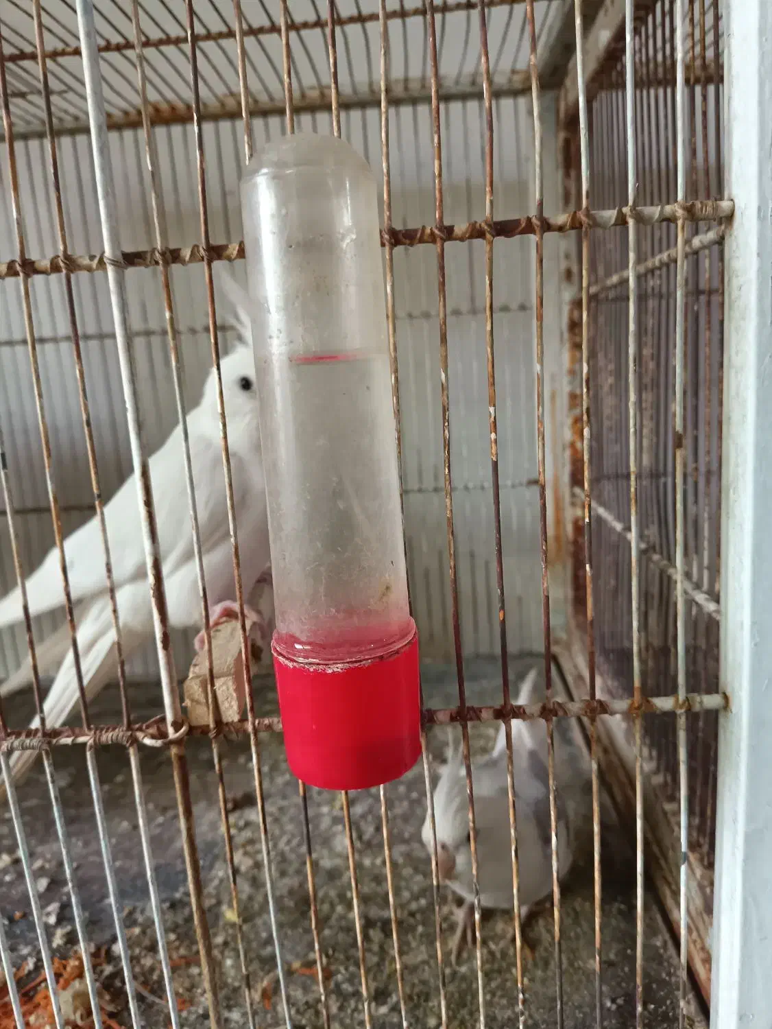 عروس هلندی|پرنده|بومهن, |دیوار