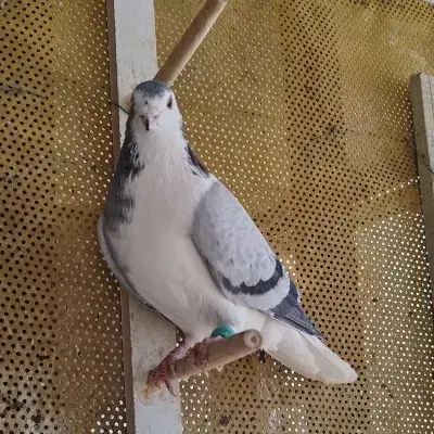 ساده پرشی گرفتنی|پرنده|سبزوار, عظیمیان|دیوار