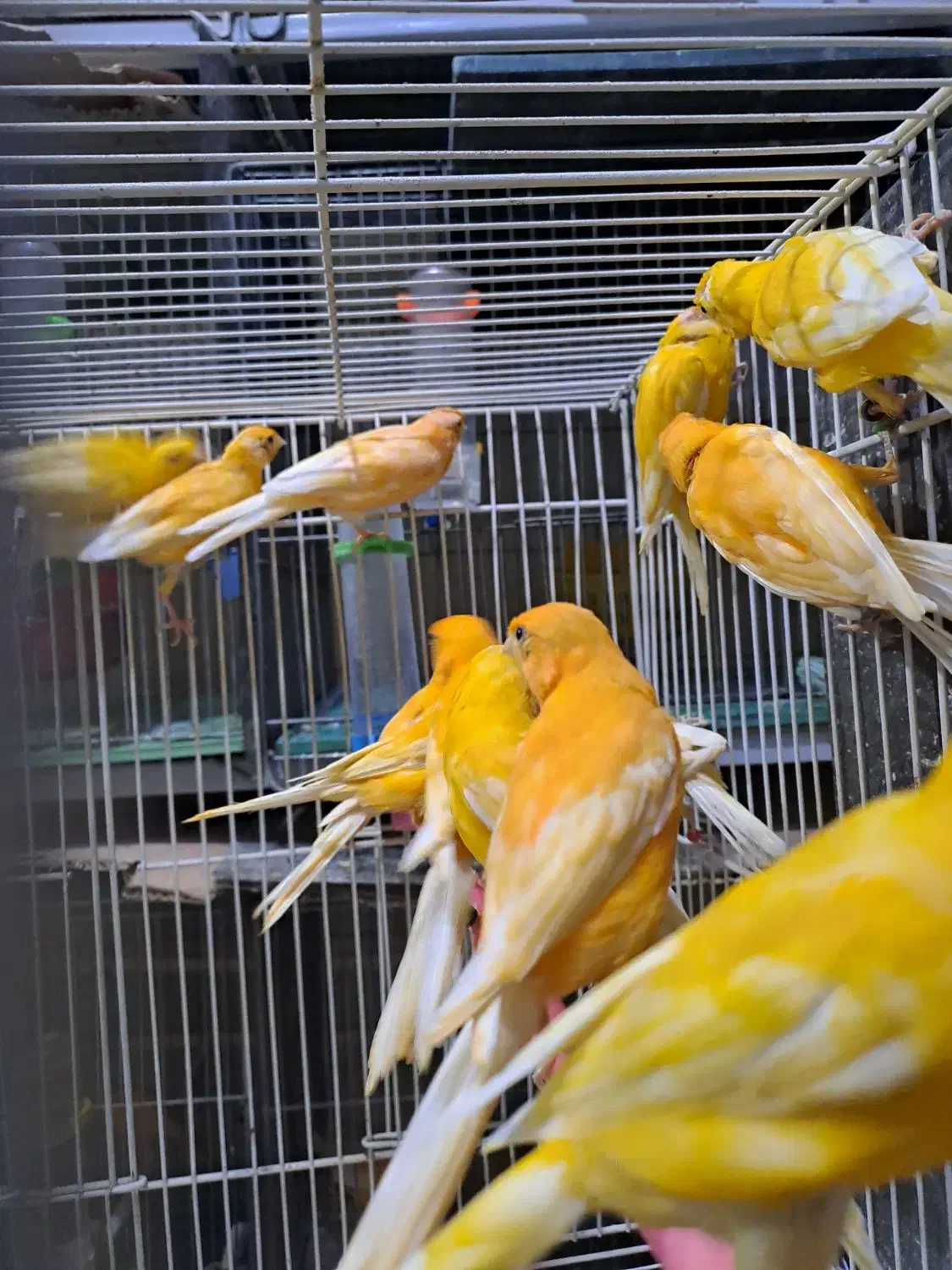 عروس هلندی  و قناری|پرنده|ابریشم, |دیوار