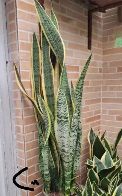 گل فیلندر برگ بزرگ|گل و گیاه طبیعی|بروجرد, |دیوار