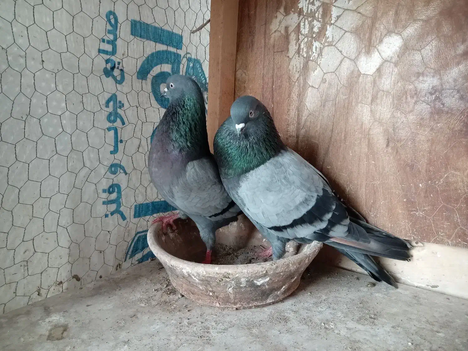 کفتر پرشی|پرنده|رشت, عینک|دیوار