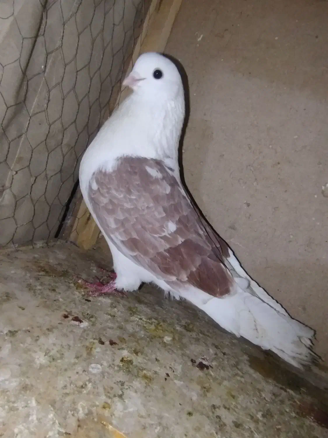 کفتر نوک ریز  نسل قدیم|پرنده|تهران, جوادیه تهرانپارس|دیوار