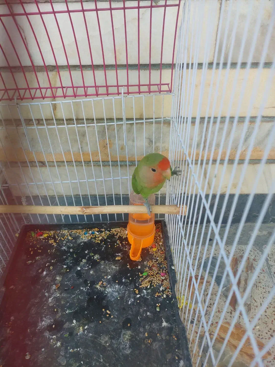 یک عددطوطی برزیلی|پرنده|لردگان, |دیوار