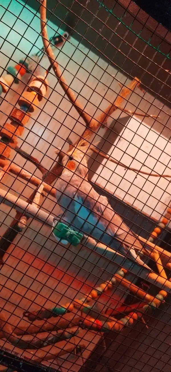 جفت عروس هلندی کارداده ، با کوتوله برزیلی|پرنده|مشهد, انصار|دیوار