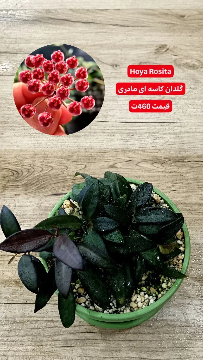 انواع بوته های مادری و خاص هویا Hoya|گل و گیاه طبیعی|لاهیجان, گلستان|دیوار