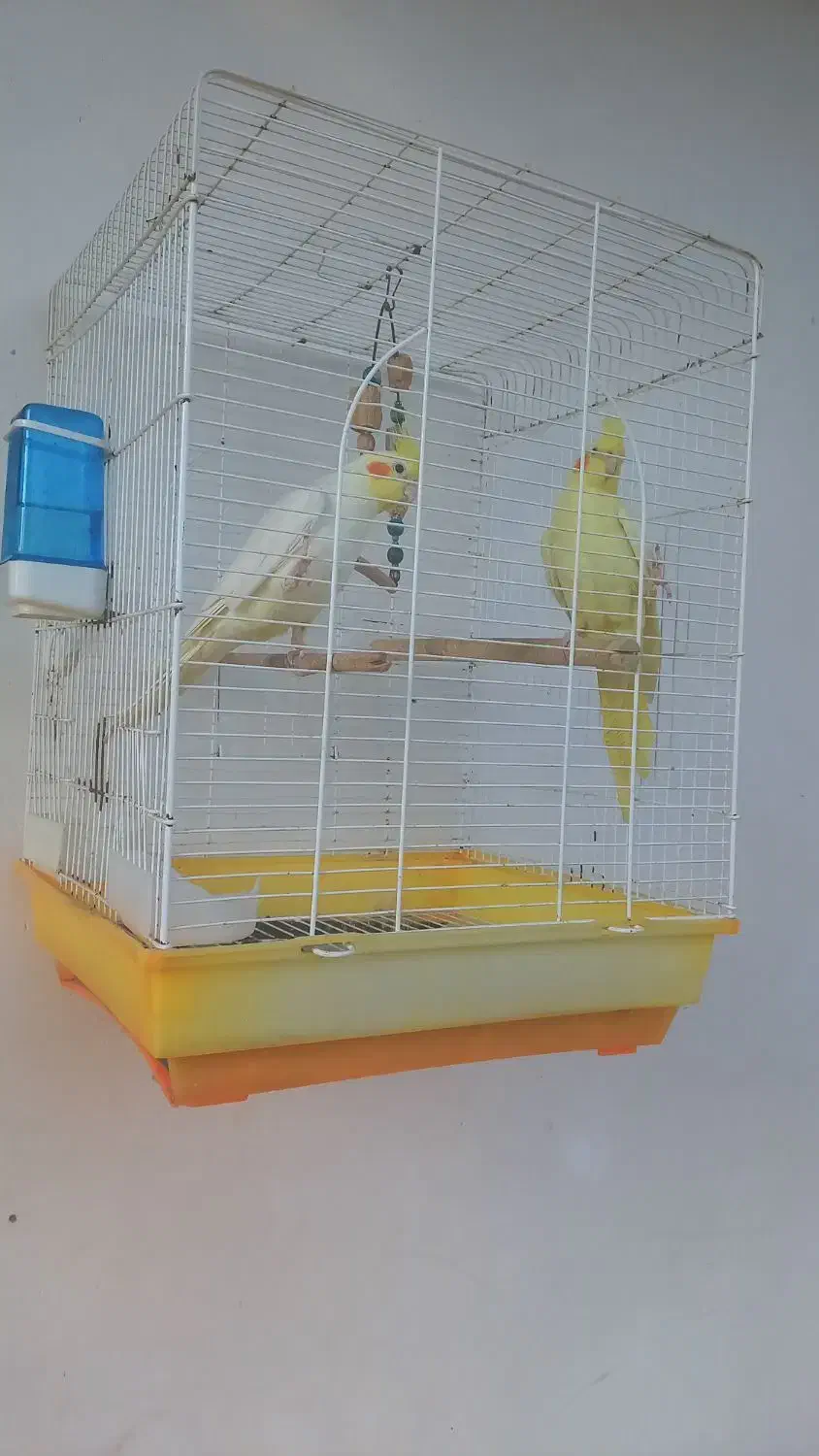 طوطی عروس جفت|پرنده|کوچصفهان, |دیوار