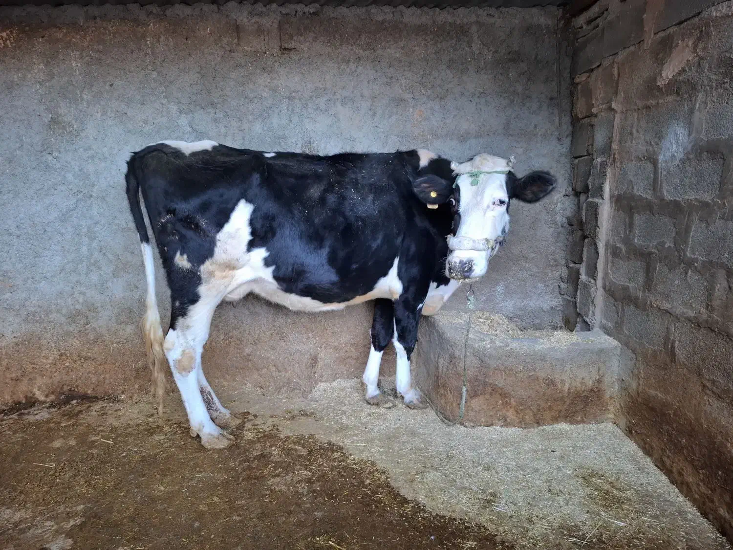 فروش فوری گاو ابستن|حیوانات مزرعه|چرداول, |دیوار