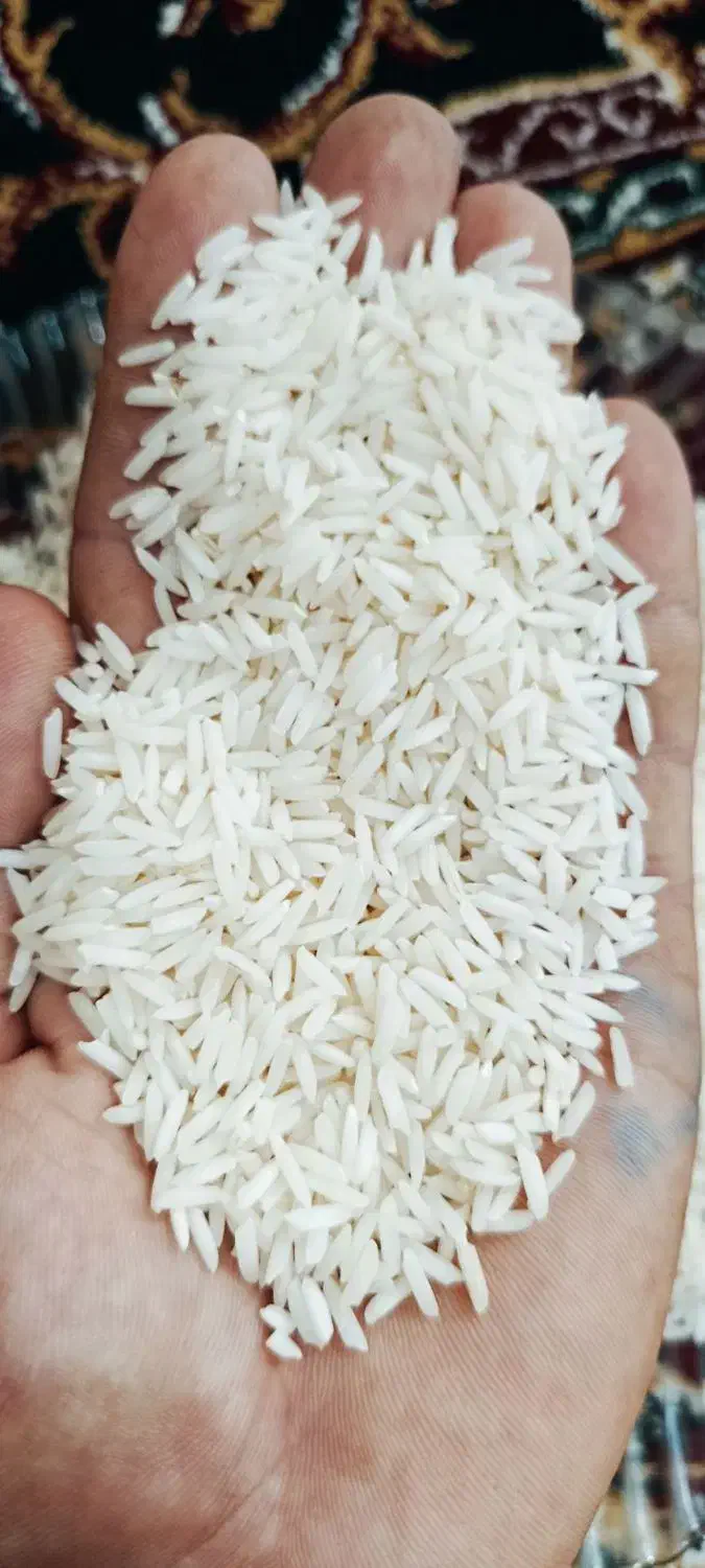 برنج شیرودی درجه 1|خوردنی و آشامیدنی|تالش, هشتپر|دیوار