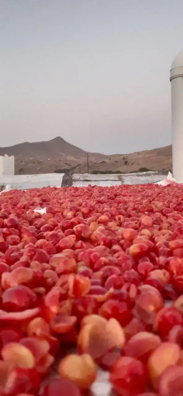 زغال اخته خشک بدون هسته|خوردنی و آشامیدنی|تهران, سلسبیل شمالی|دیوار