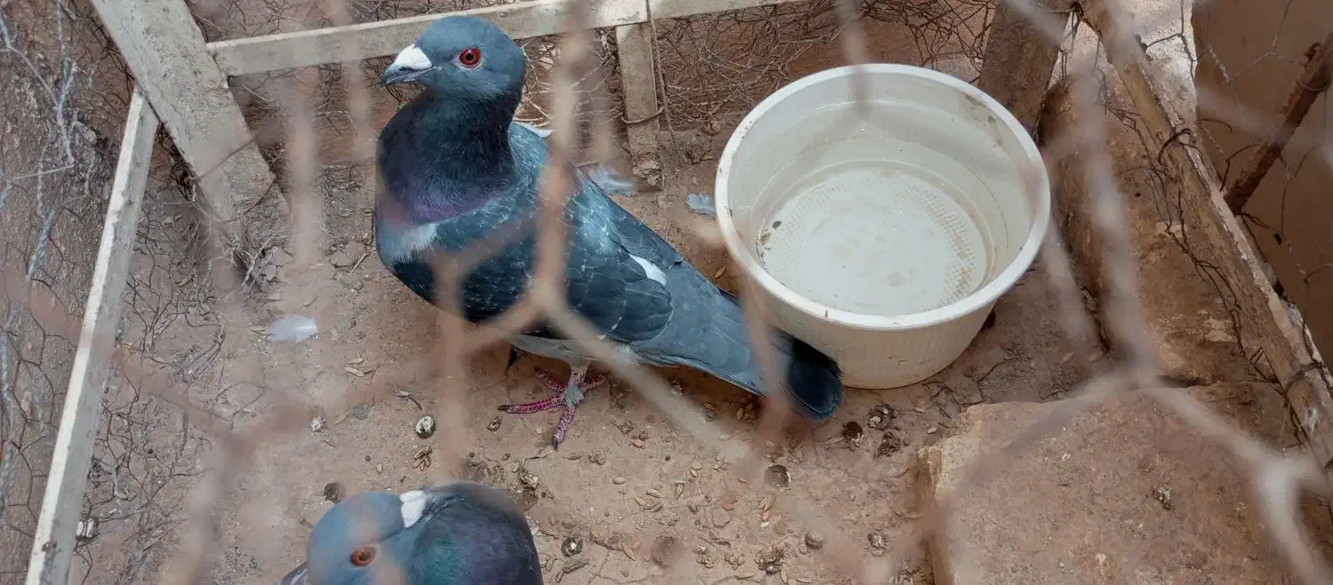 همش با هم مامله با یک جفت دم چتری|پرنده|کازرون, |دیوار