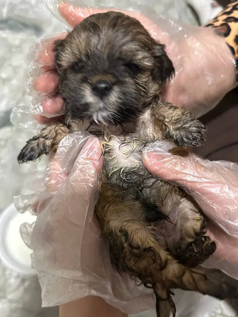 رایگان نیست|سگ|سقز, |دیوار