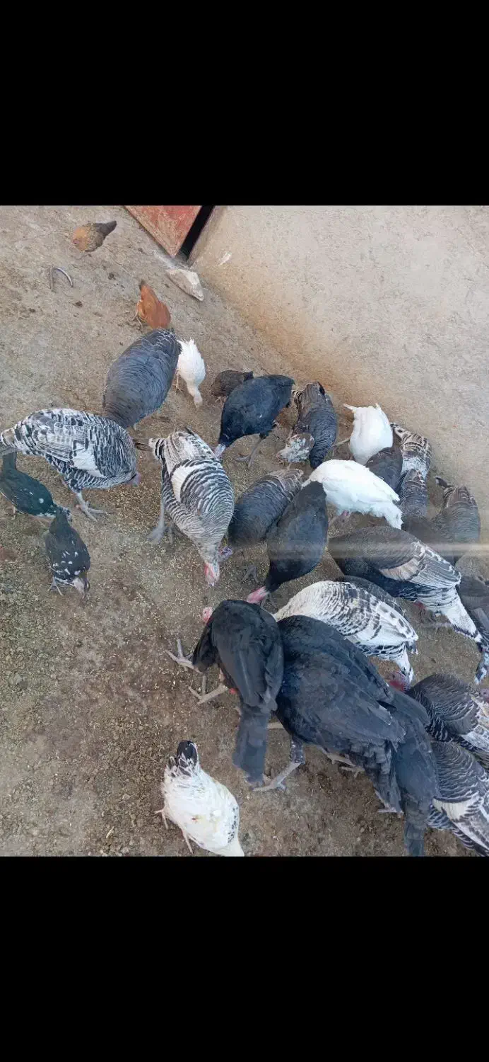 بوقلمون|حیوانات مزرعه|نورآباد, |دیوار