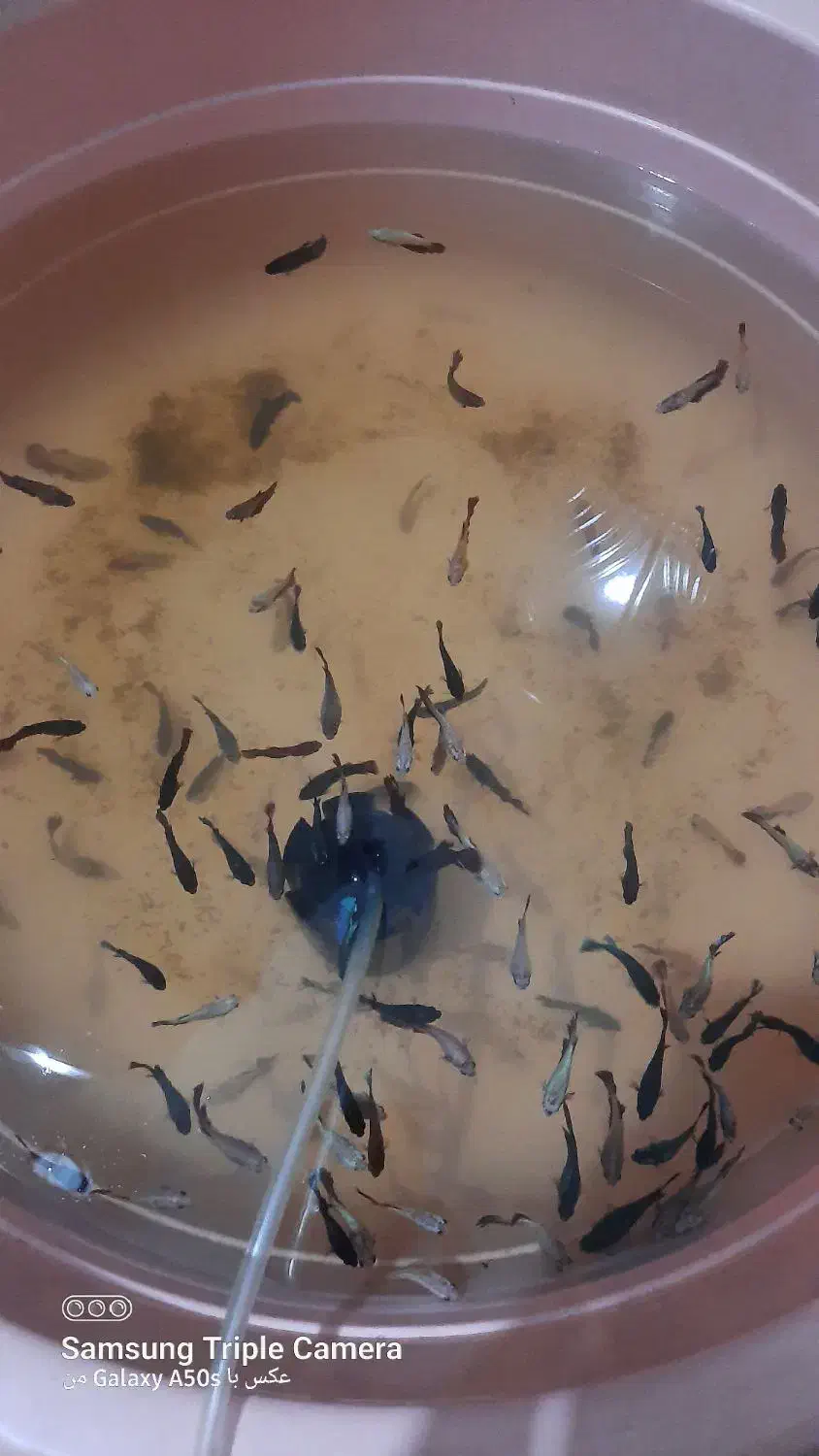 ماهی فایتر|ماهی|گلستان (تهران), |دیوار