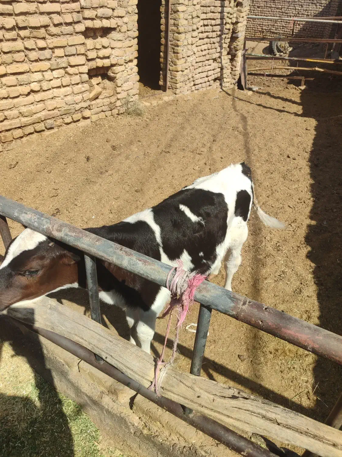 گوساله نر 2ماه امریکایی|حیوانات مزرعه|باخزر, |دیوار