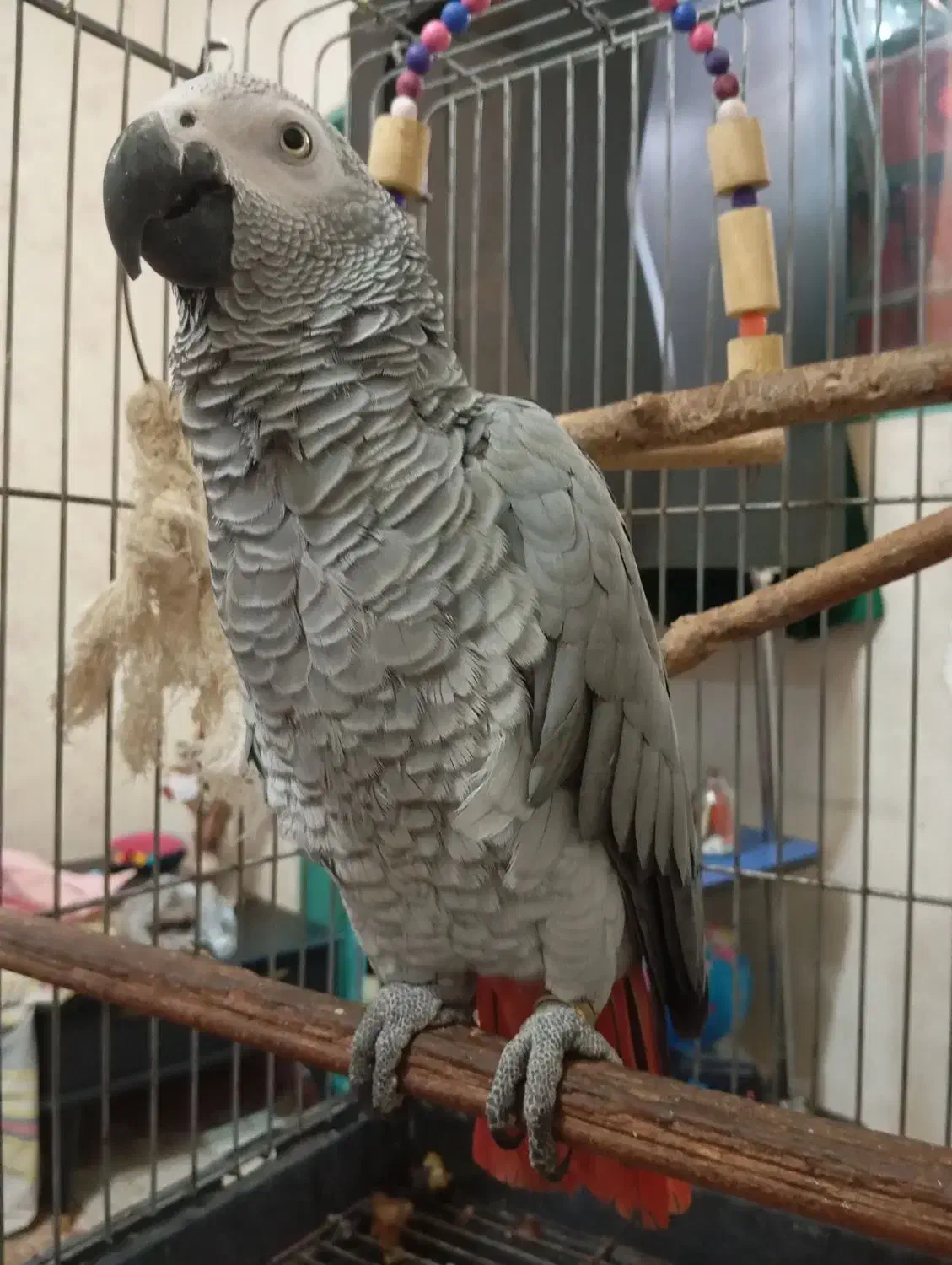 کاسکو دم قرمز|پرنده|شهریار, دهشاد بالا|دیوار