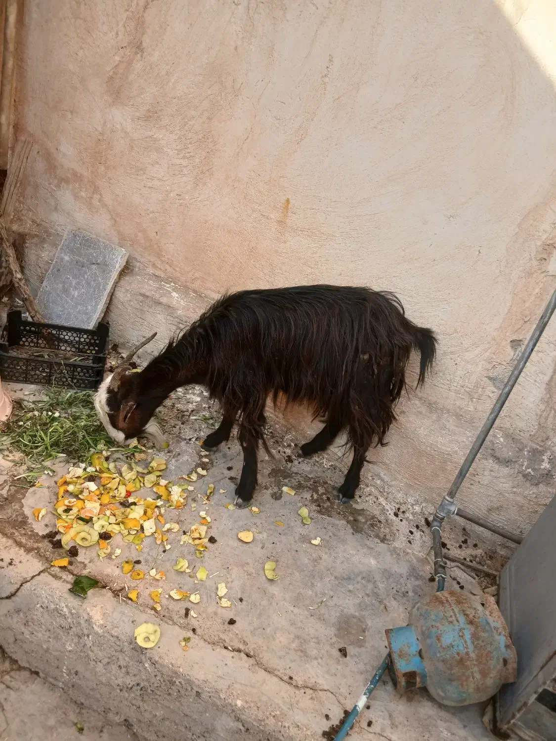 تیربز ترکی|حیوانات مزرعه|مسجد سلیمان, |دیوار