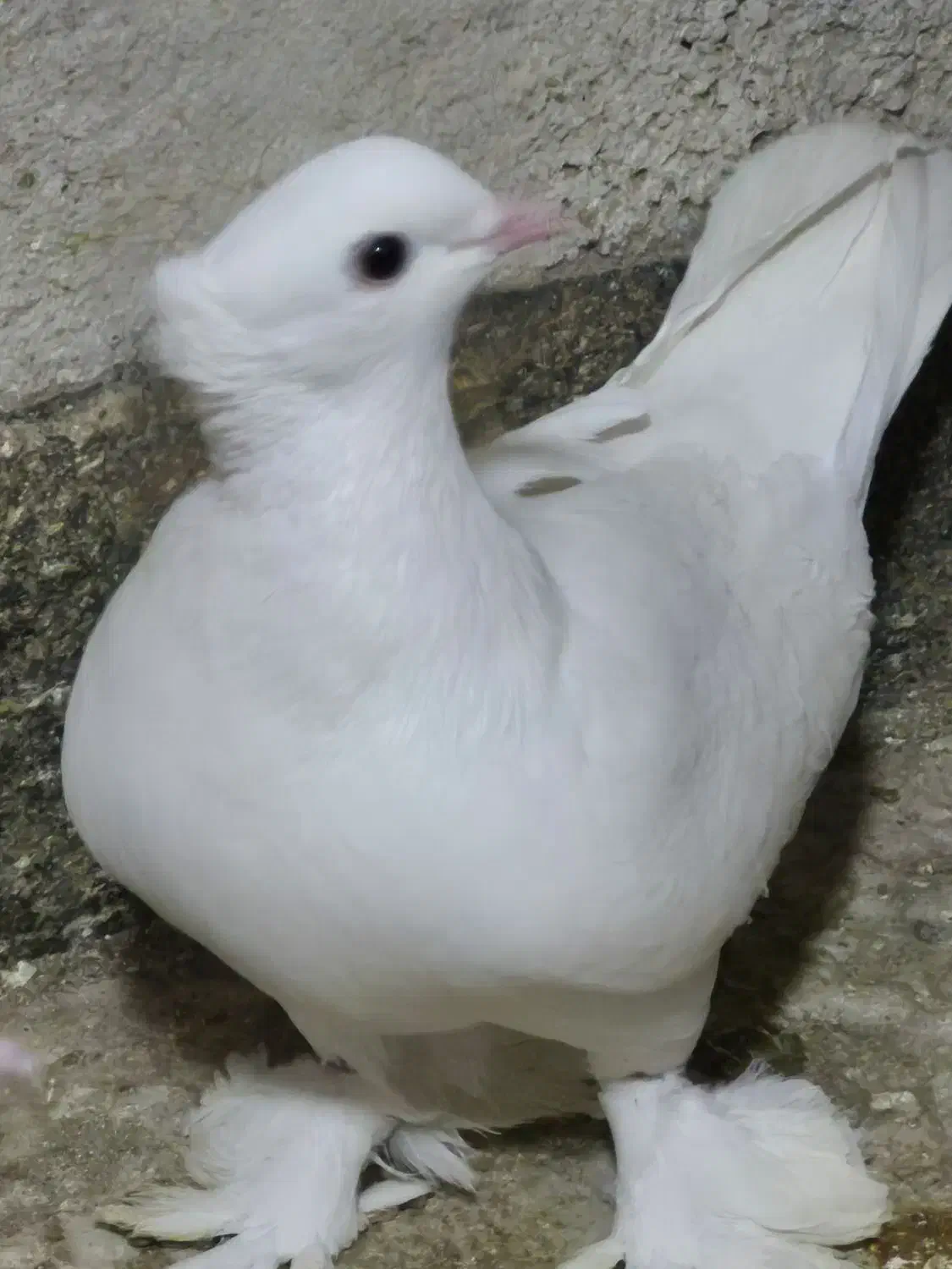 سفید کاکلی پاپر|پرنده|پاکدشت, پاکدشت (مامازند)|دیوار