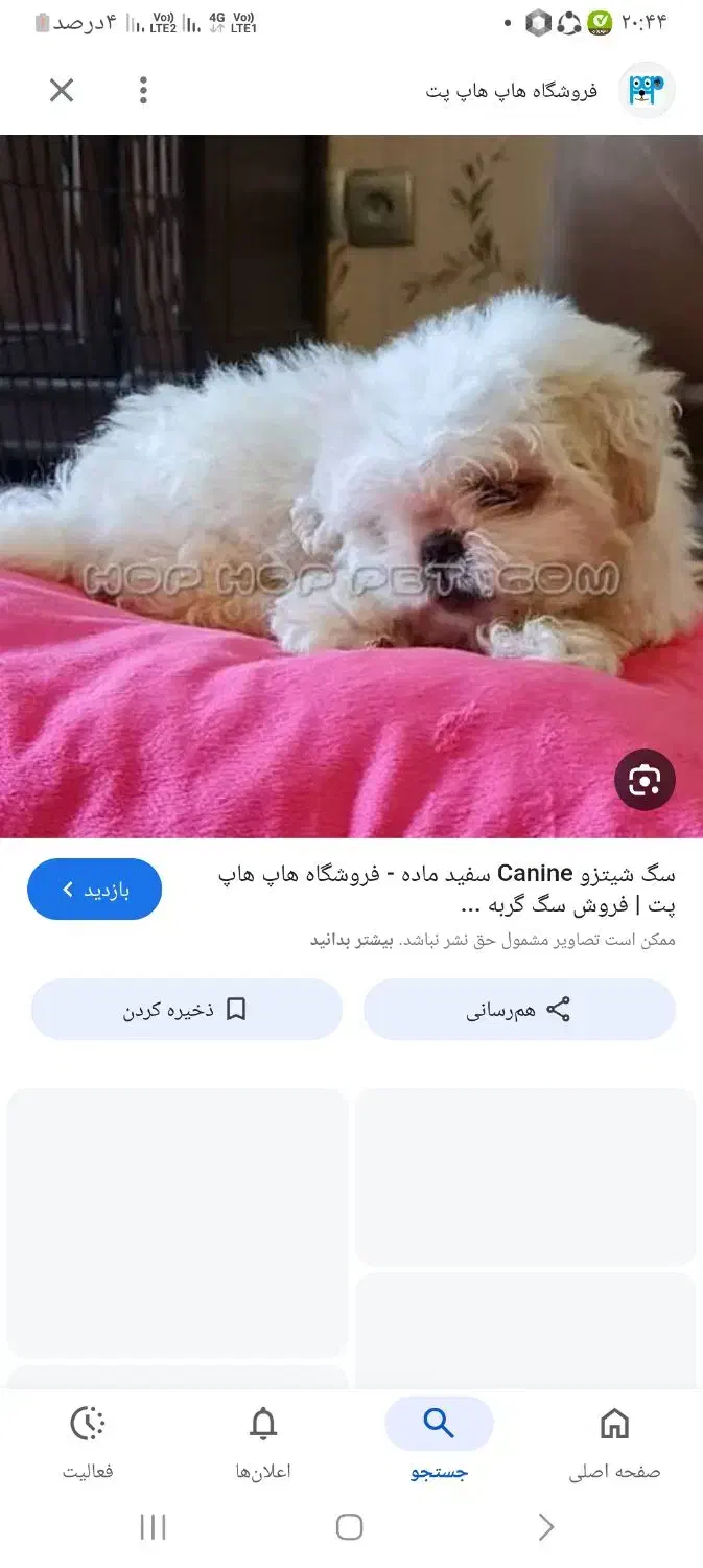 سگ پیدا شده|حیوانات|گرمسار, |دیوار