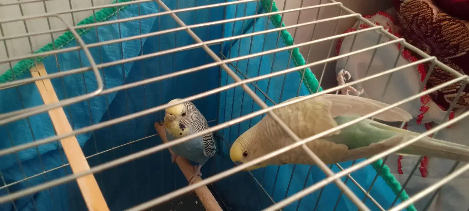 دو جفت مرغ عشق|پرنده|پاکدشت, پاکدشت (مامازند)|دیوار