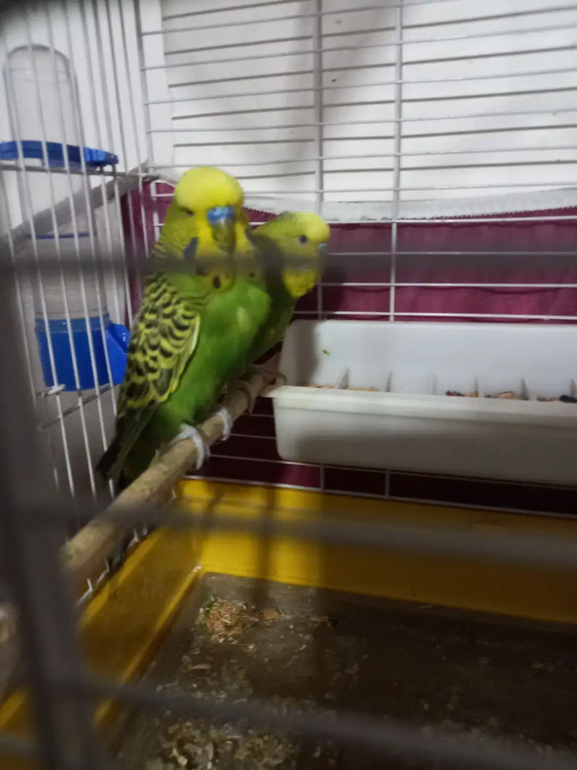 مرغ عشق اینگلیسی|پرنده|سراب, |دیوار