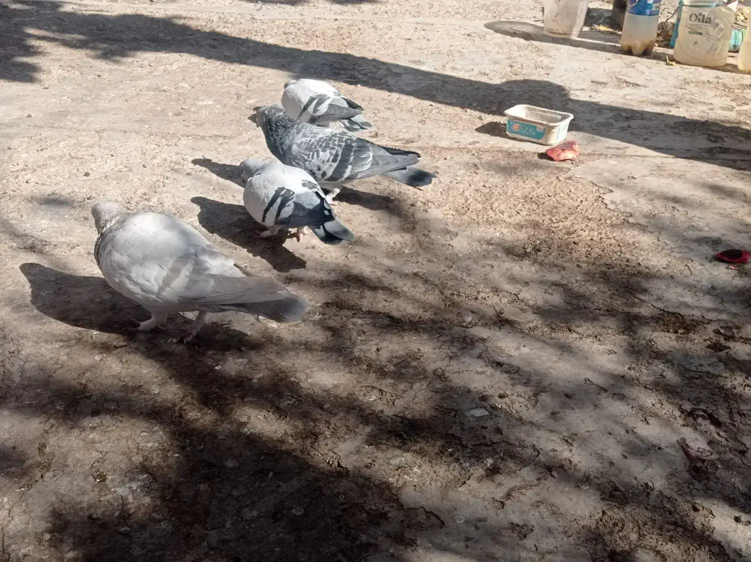 ۵ عدد کبوتر فروشی|پرنده|کرمان, |دیوار