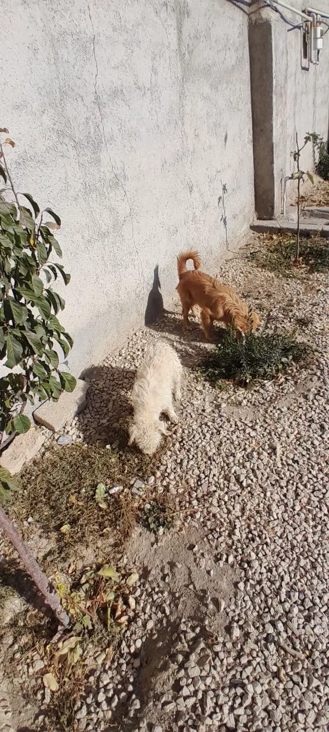 سگ پا کوتاه بازیگوش|سگ|کبودرآهنگ, |دیوار