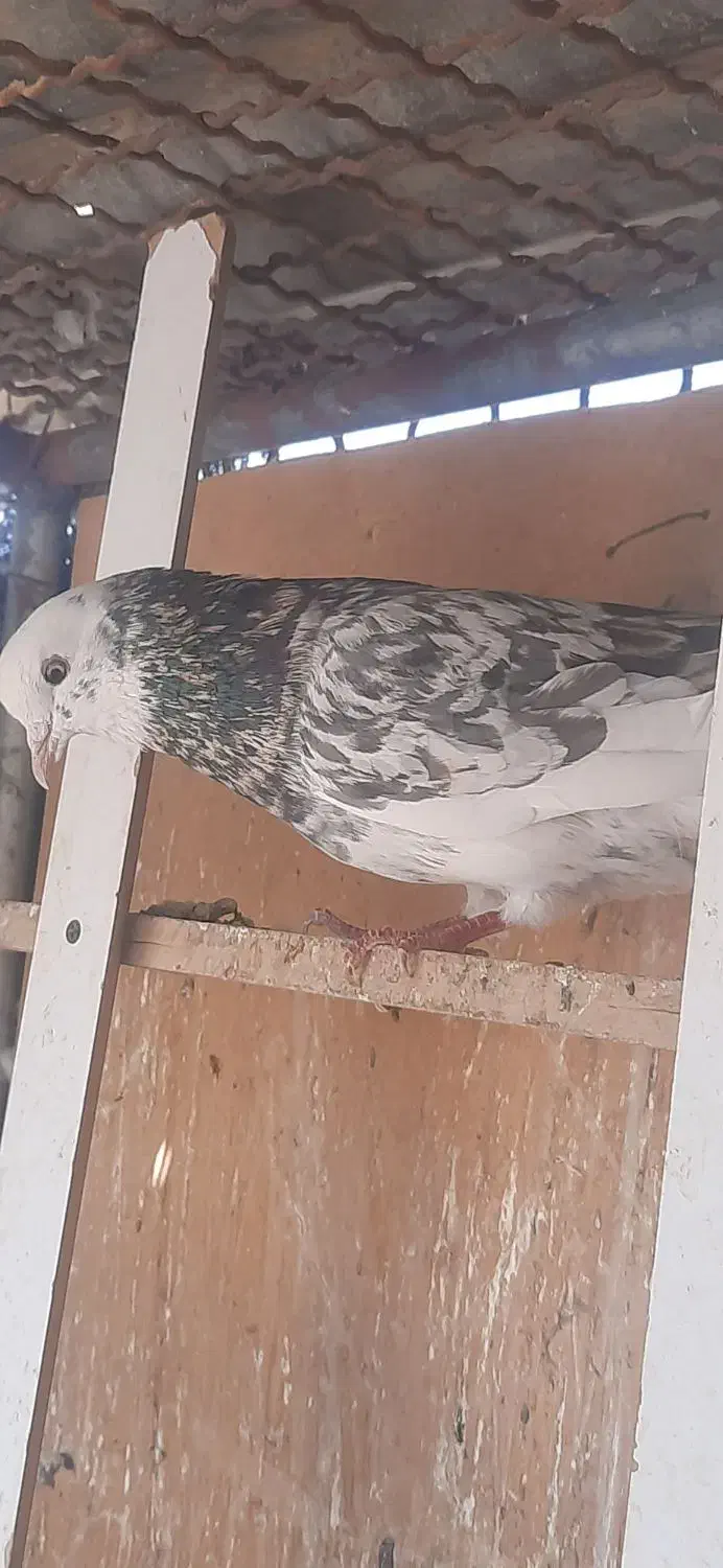 ۷۰۰|پرنده|سمنان, |دیوار