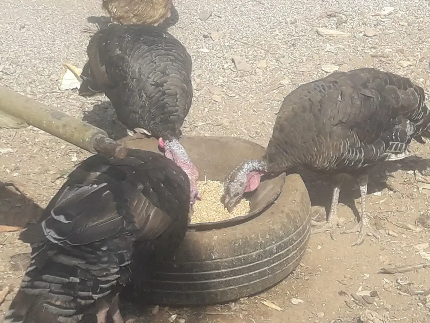 دوعدد بوقلمون نر برنزه پنج عدد بوقلمون ماده|حیوانات مزرعه|قیدار, |دیوار