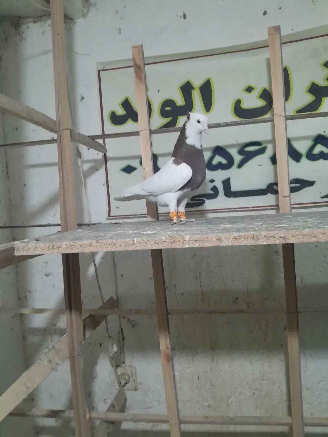 طوقی|پرنده|الوند, |دیوار