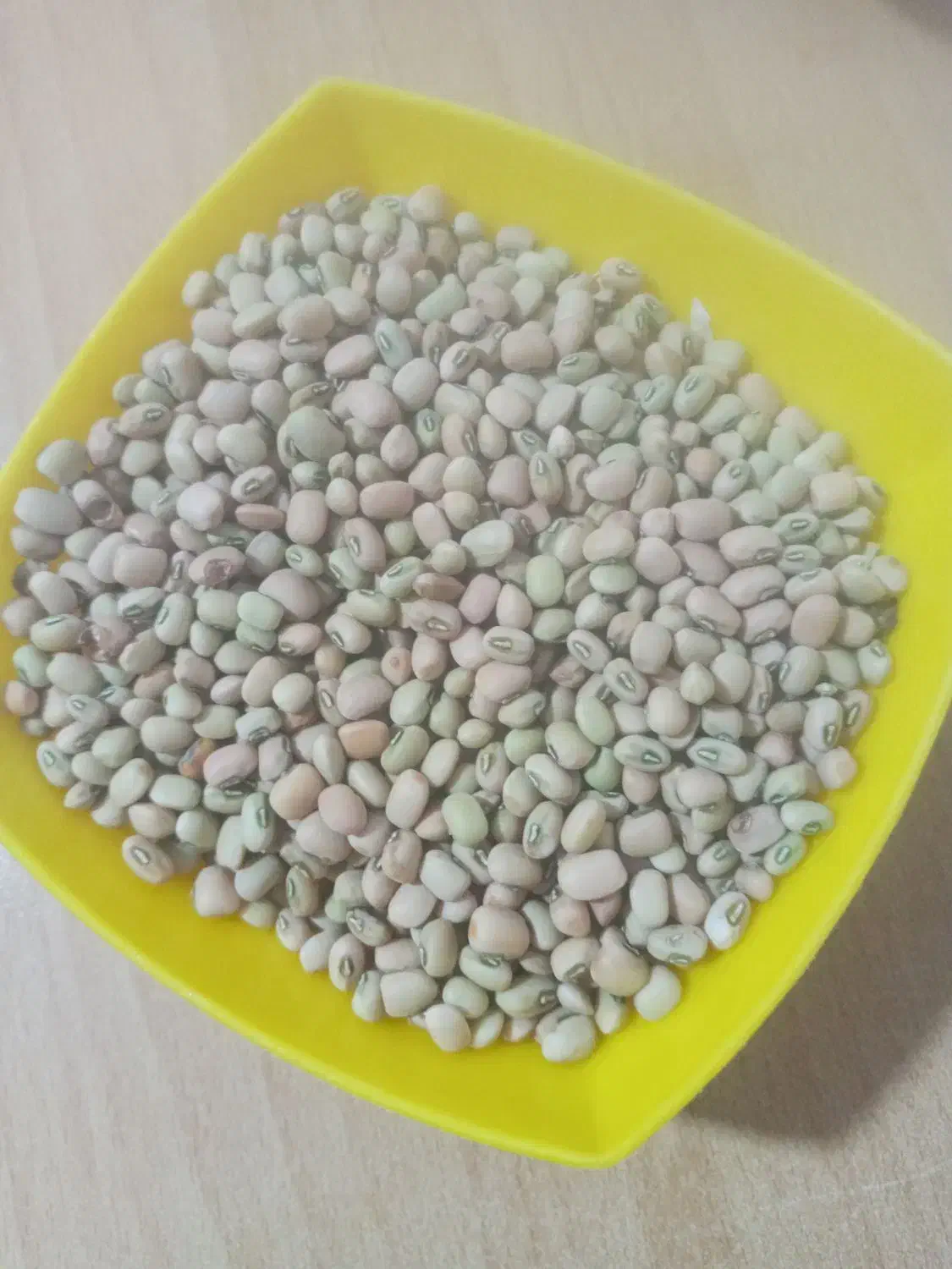 لوبیا آشی امسال|خوردنی و آشامیدنی|دره شهر, |دیوار