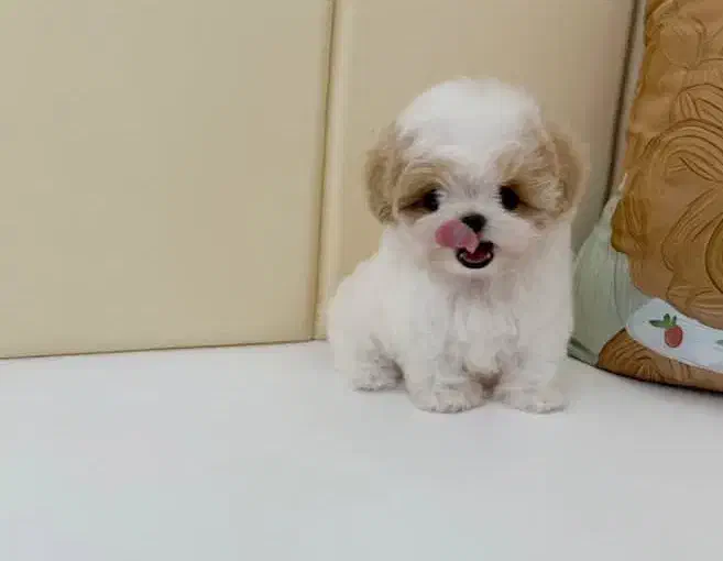 هاپو کاراملی پودلی|سگ|قزوین, |دیوار