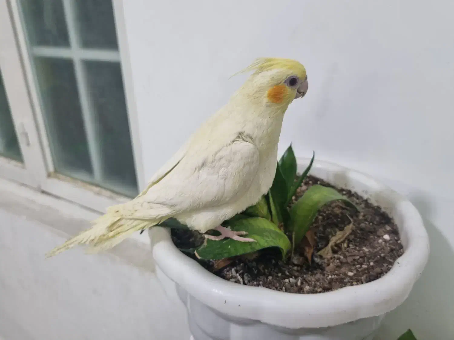 عروس هلندی لوتینو دستی|پرنده|قم, بنیاد|دیوار